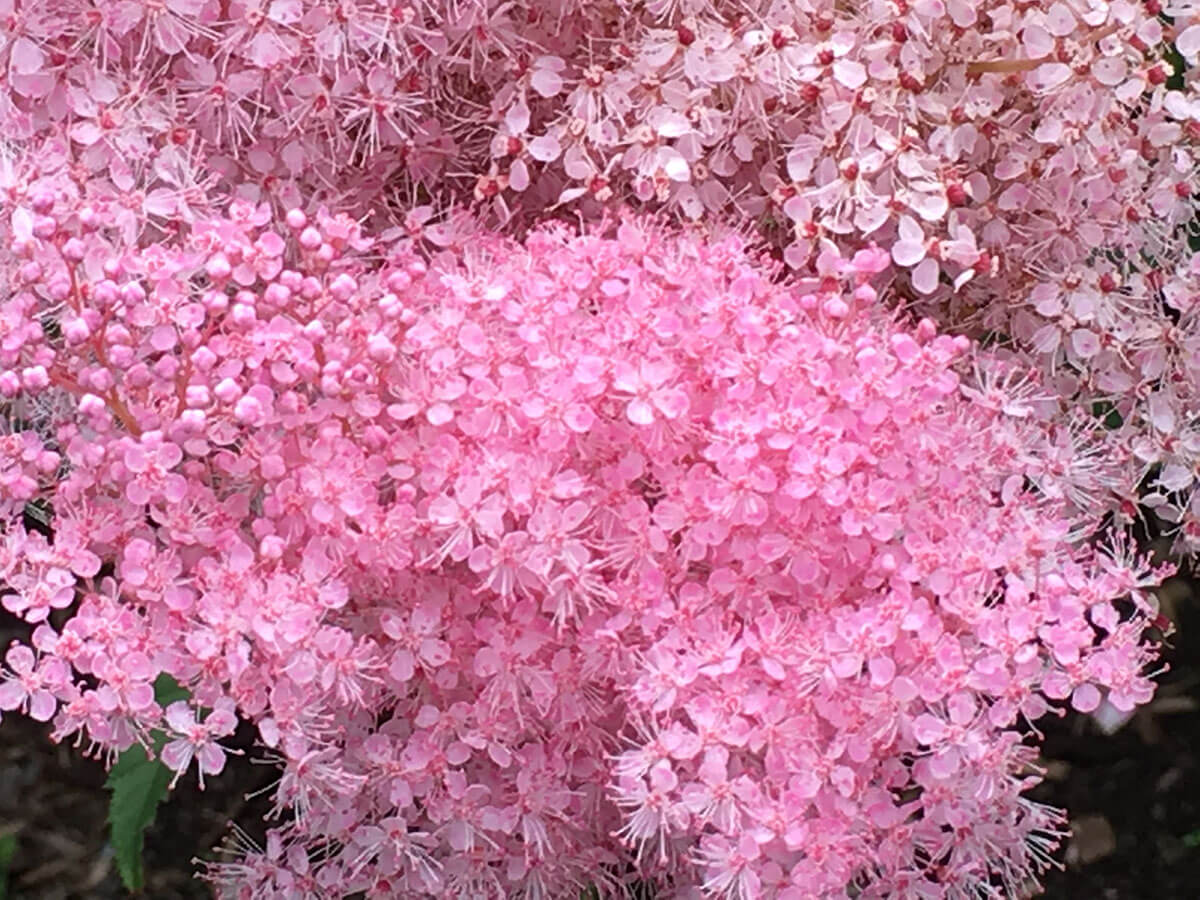 Pink flowers